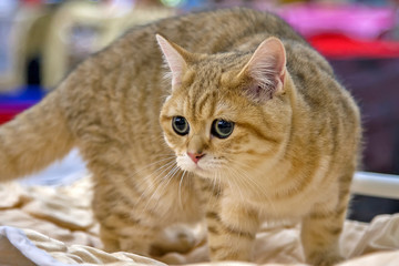 Red cat with green eyes and big ears