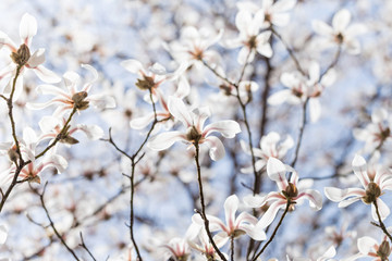 Magnolias bloom in the park in spring