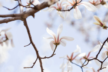 Magnolias bloom in the park in spring
