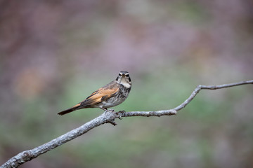 Closeup adult male Dusky thrush (Turdus eunomus), uprisen angle view, side shot, standing and searching food on the twig in tropical montane forest, National Arboretum in Chiang Mai, northern of Thail