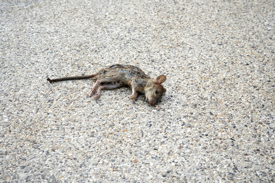 A small rat is found dead on cement ground.  Hair is messy, wet and full of sand. 