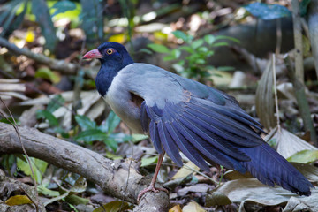 Coral-billed ground cuckoo (Carpococcyx renauldi), low angle view, side shot, searching food on the fallen tree on the ground in tropical moist forest, Khao Yai National Park, the jungle of Thailand.