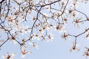 Magnolias bloom in the park in spring