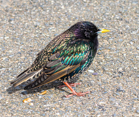 Starling
