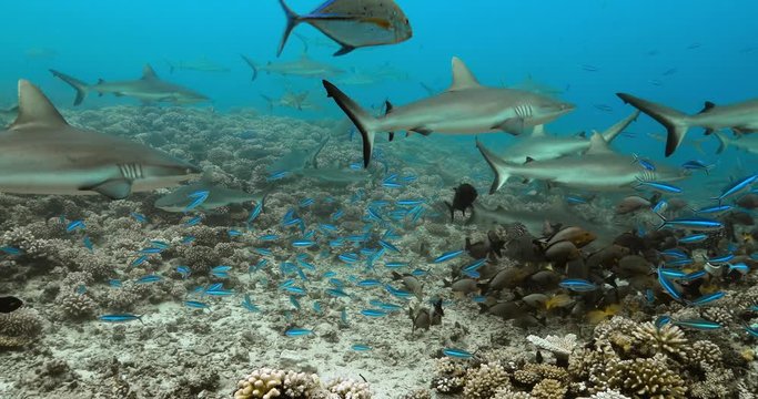 Tropical blue fish near coral reef with sharks in the background in the Pacific Ocean. Underwater life in the Ocean. Diving in the clear water - 4K