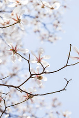 Magnolias bloom in the park in spring