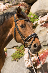 Fototapeta premium Horse warmblood portraits from the right side in front of a stone wall..