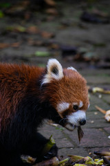 Fototapeta premium Red panda in China