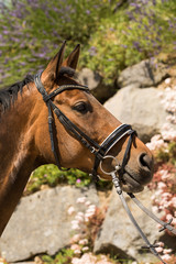 Obraz premium Horse warmblood portraits from the right side with an attentive look in front of a stone wall..