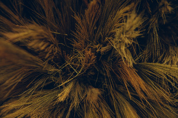 grass flower meadow marco close up under warm colorful sky at sunset on the dry field