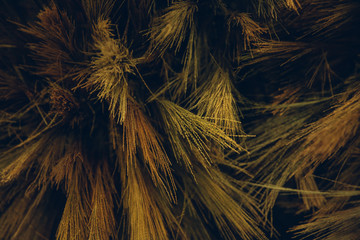 grass flower meadow marco close up under warm colorful sky at sunset on the dry field