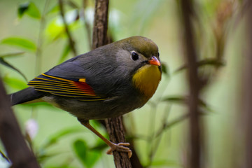 Chinese bird on a branch