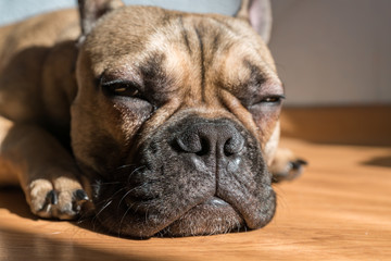 Portrait of adorable french bulldog dog sleeping on the floor alone