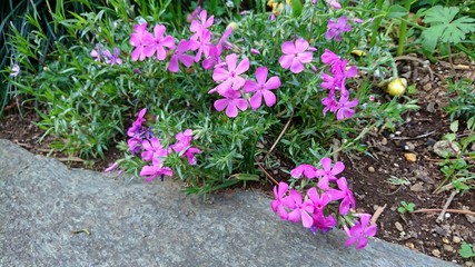 Fototapeta na wymiar vivid pink flower on the garden