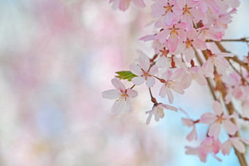 桜が咲く