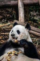 Obraz na płótnie Canvas Giant panda eating bamboo in China