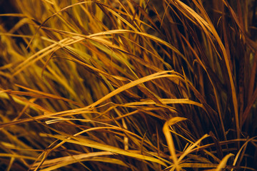 grass flower meadow marco close up under warm colorful sky at sunset on the dry field