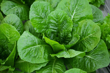 close-up of fresh cos lettuce leaves