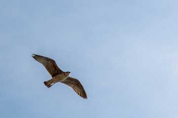 Single seagull flying in a sky as a background