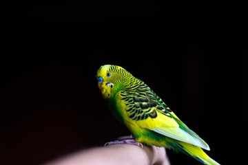 green budgie on a black background