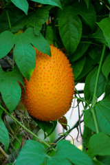 gac fruit on the tree, food background, tropical fruit