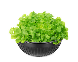 green oak lettuce in the black cup isolated on white background