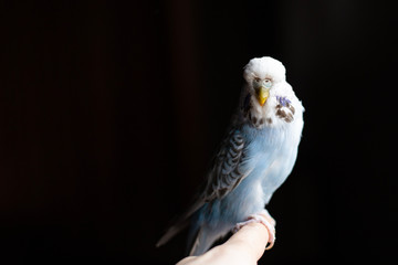 blue budgie on a black background