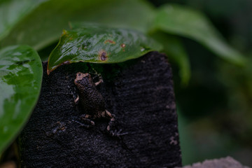 Black tiny frog on a leaf laos