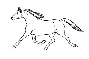 Horse info graphic poster design. Vector illustration.