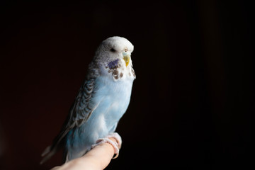 blue budgie on a black background