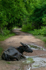 Buffalo on the road Laos