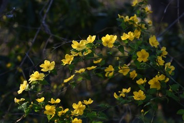 Kerria japonica flowers (Japanese kerria) / Rosaceae deciduous shrub