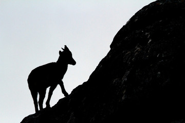 Mountain goat backlit on the edge of some stones with clear sky.