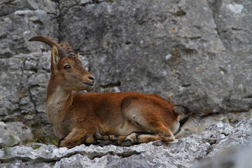 Wild ibex sitting resting on the ground on stone wall.