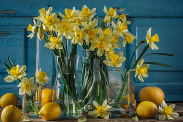 Fresh yellow spring flowers of daffodils in different vases on an old wooden vintage background in blue. Still life.