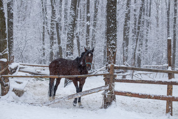 horse in a snowstorm