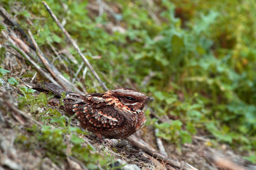 Nightjars with selective focus on the ground in the middle of a reed field in the countryside in spring.