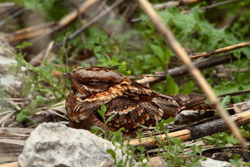 Nightjars with selective focus on the ground in the middle of a reed field in the countryside in spring.