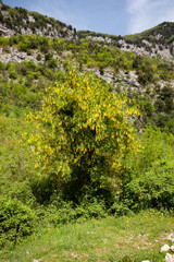 Laburnum anagyroides, beautiful laburnum in bloom. Golden chain, golden rain