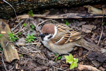 House sparrow (Passer domesticus) family sparrows (Passeridae) - Europe