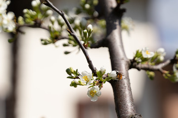 bee and flowers