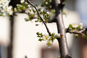 bee and flowers