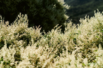 Tuscany flowers - Landscape panorama, Toscana - Italy