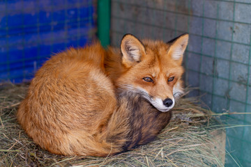 red Fox in the kennel