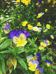 Picture of yellow and purple pansies