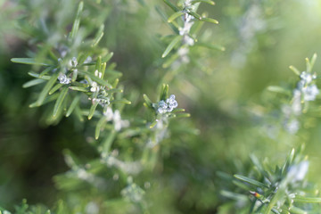 rosemary