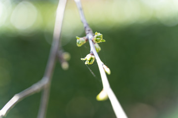 bud trees