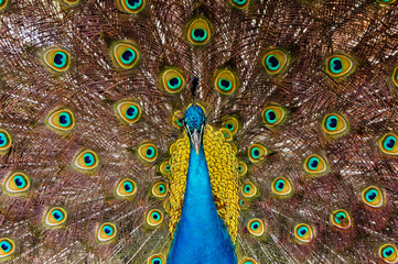 Obraz premium Front male peacock with feathers out