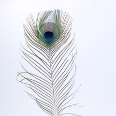 single peacock feather on white background