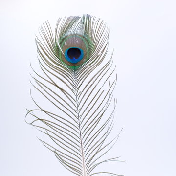 Single Peacock Feather On White Background